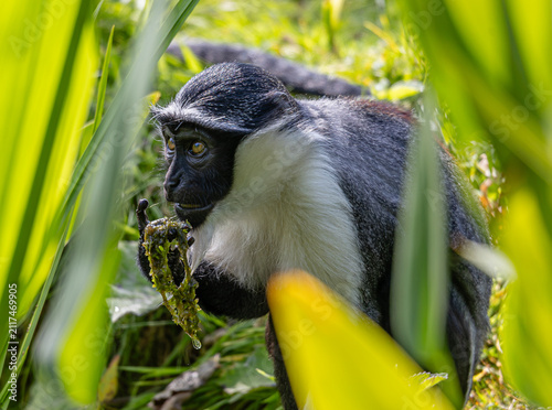 Chester Zoo - Roloway Monkey