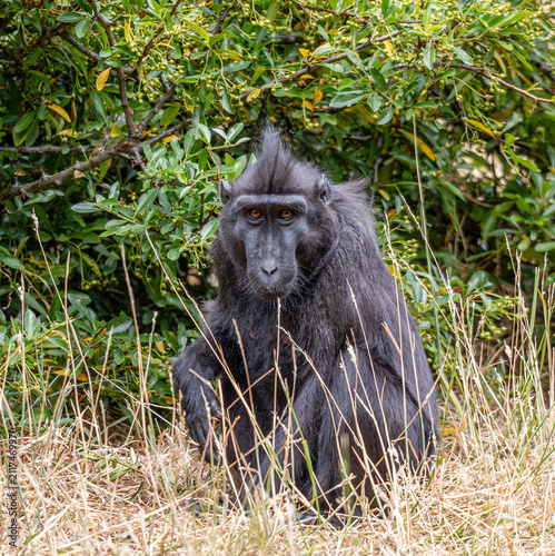Canvas Print Chester Zoo - Sulawesi Crested Macaque