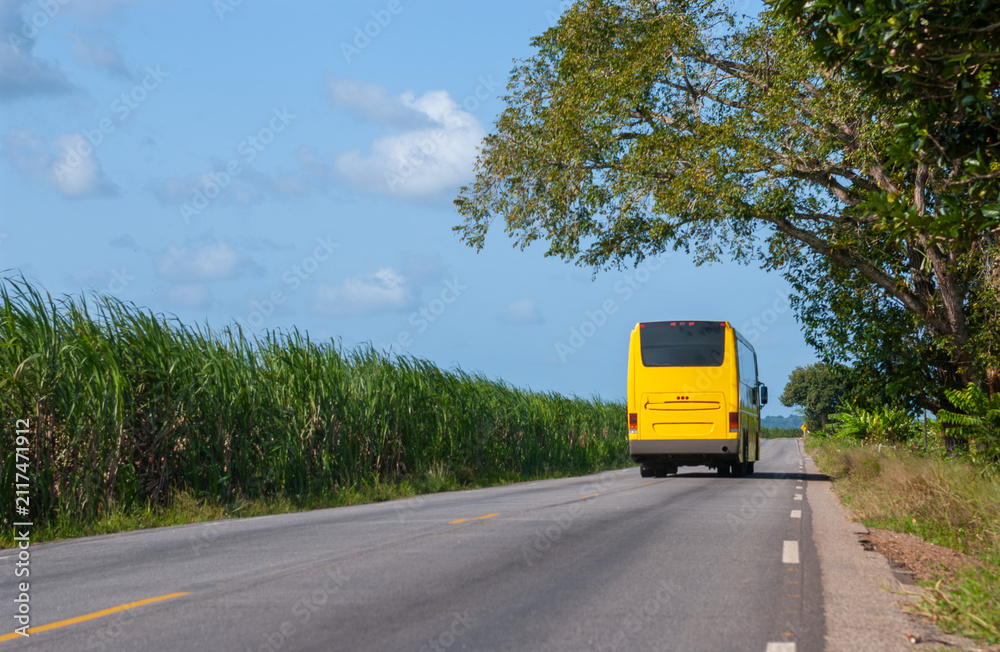 Obraz premium Yellow Bus Traveling Through Sugarcane Fields in Sapé, Paraíba, Brazil