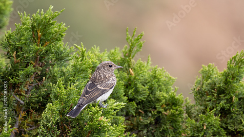 Konstfotografi Juvenile Cyprus wheatear (Oenanthe cypriaca) perched on a green juniper branch i