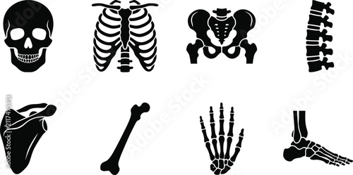 Fotografie Human Skeleton Bone Vector Icon Set Featuring Skull, Ribcage, Pelvis, Spine, Sho