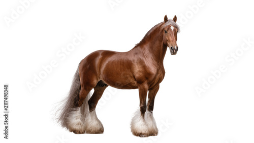 Foto Majestic brown Shire horse with feathered legs, isolated on transparent backgrou