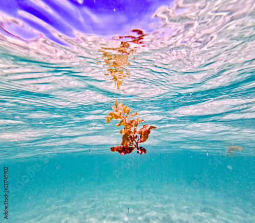 Schwimmende Alge in tropischem Meer