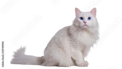 Photography Fluffy white Turkish Angora cat with striking blue eyes, isolated on transparent