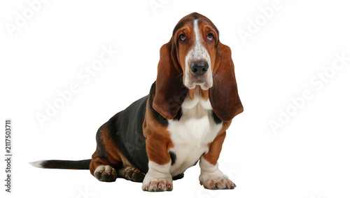 Cuadro en lienzo Sad Basset Hound dog with long ears sitting, isolated on transparent background