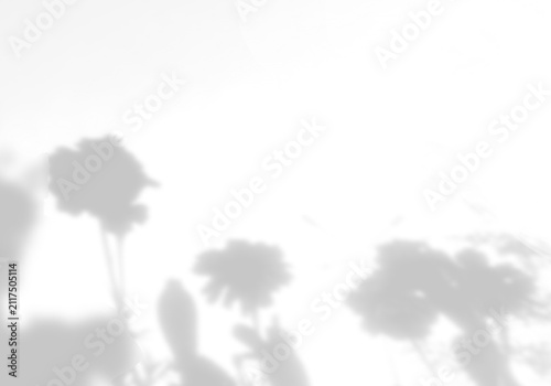 Natural lighting casts shadows from wildflowers on a white background. Mockup