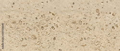 Obraz na płótnie Coquina limestone texture featuring a dense, light-sand colored matrix packed wi