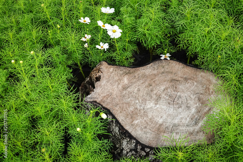 Obraz na plátne A weathered tree stump surrounded by blooming white cosmos flowers creates a powerful visual of ecological regeneration and the natural cycle of life
