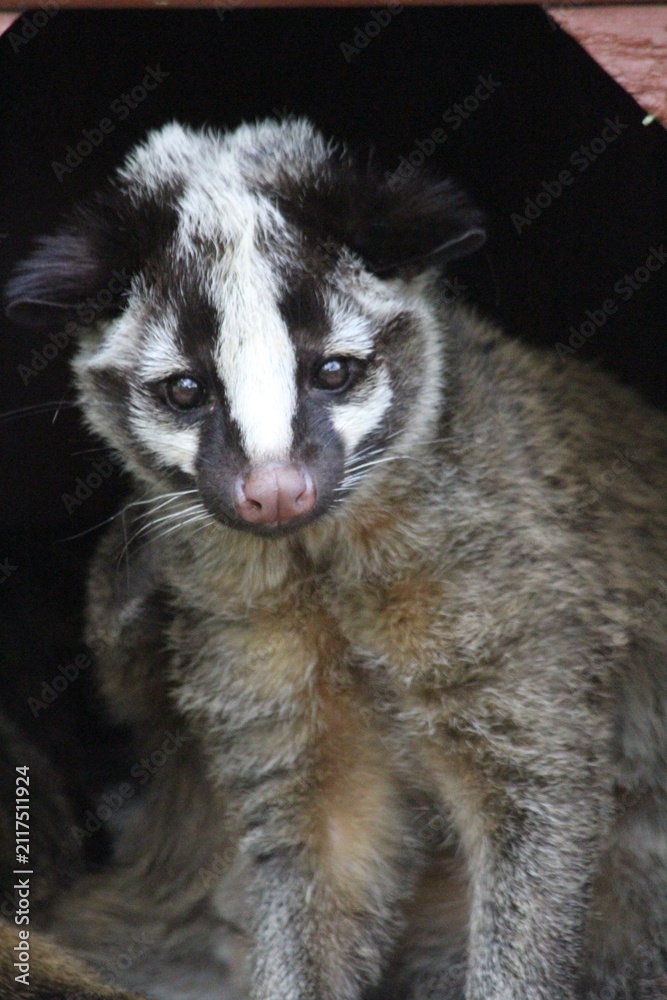 Obraz premium Masked Palm Civet Peeking Out from Its Shelter