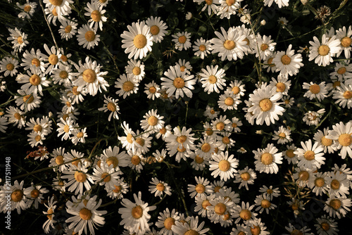 white daisies with dark background, floral natural pattern for graphics design