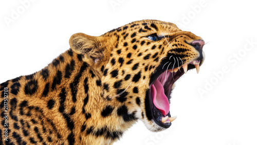 Foto Fierce leopard roaring with mouth open sharp teeth visible, isolated on transpar