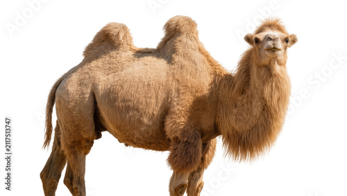 Cuadro en lienzo Fluffy dromedary camel with two humps, isolated on transparent background