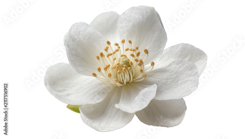 Принти на полотні Delicate white flower with yellow stamens, isolated on transparent background