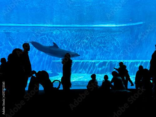 Inside an aquarium, visitors admire the dolphin tank