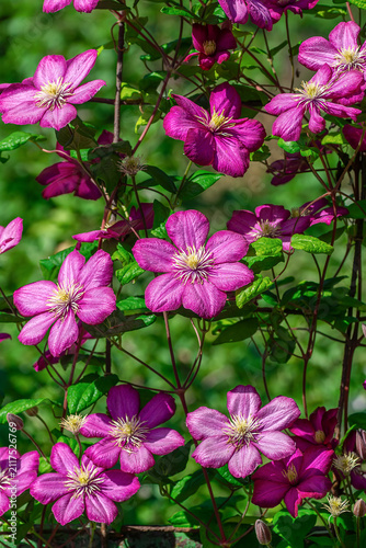 Pink and purple single clematis flower on the vine