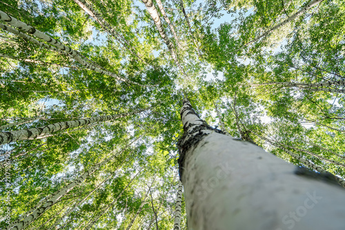 beautiful autumn scenic landscape with birch copse. Birch forest. Birch Grove. White birch trunks.