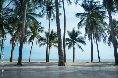 Image depicts coconut trees lined up on the sandy beach, with a clear blue sky in the background.