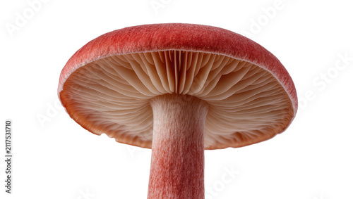 Red mushroom cap with gills and stem, isolated on transparent background