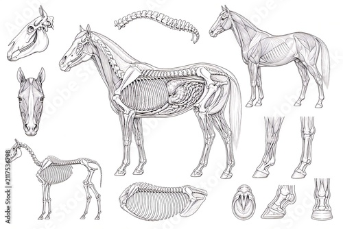 Detailed horse anatomy illustration showing skeletal, muscular and internal organs with educational veterinary reference.