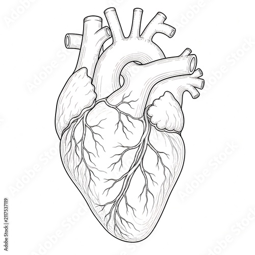Detailed human heart anatomy line art illustration isolated on white background for medical, educational and healthcare concepts.