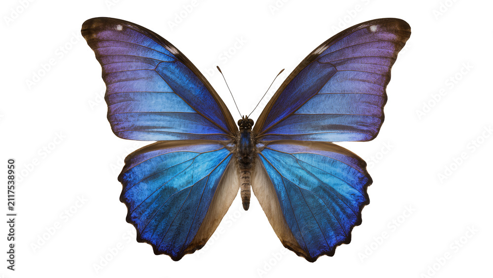 Fototapeta premium Vibrant blue and purple morpho butterfly with intricate wing patterns, isolated on transparent background