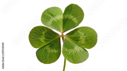 Foto Green four-leaf clover with detailed veins, isolated on transparent background