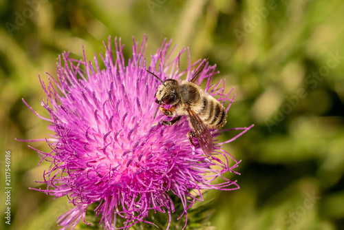 Fotografie Male hairy-footed leafcutter bee (Megachile lagopoda) feeding on a common thistl