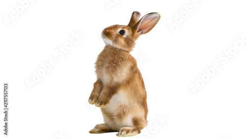 Canvas Print Curious brown rabbit standing on hind legs looking up, isolated on transparent b