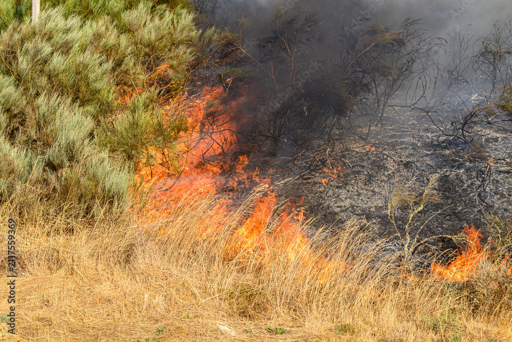Fototapeta premium Intense wildfire burning dry grass The Concept of environmental disaster