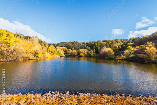 Pond surrounded by colourful autumn trees at Mount Lofty Botanic Garden in the Adelaide Hills, South Australia