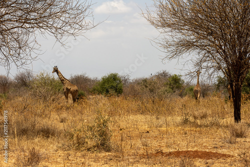 фотографія Maasai giraffes walking through the arid scrubland of Tarangire National Park Ta