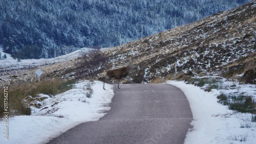 Red Deer Stags cross a remote Scottish road
