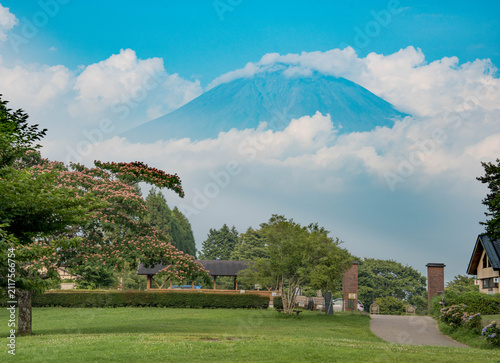Mount Fuji wrapped in clouds seen over a grassy park with a silk tree and blue summer sky in Japan