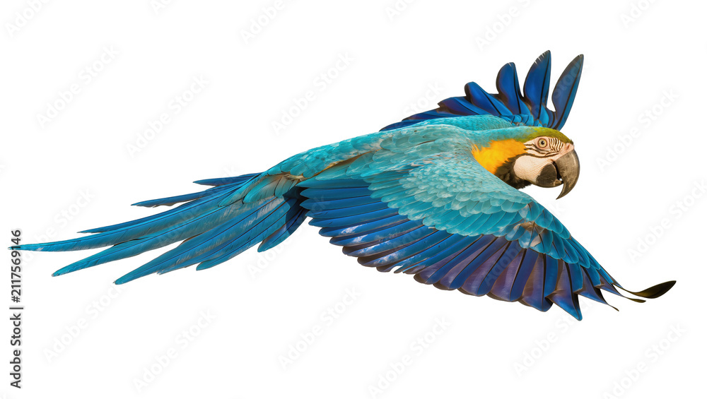 Fototapeta premium Blue and yellow macaw parrot in flight, isolated on transparent background