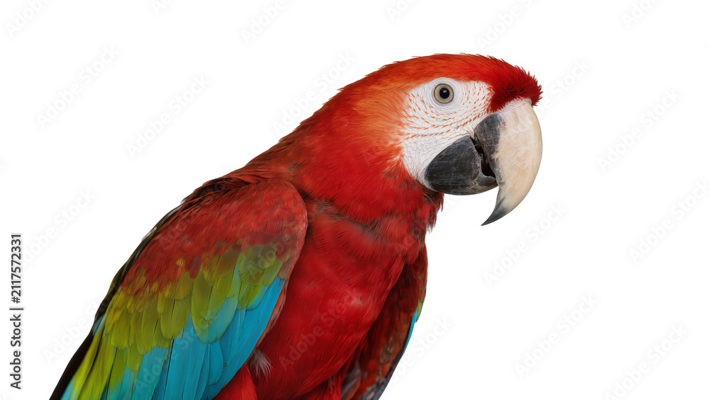 Obraz premium Vibrant red and green macaw parrot with large beak, isolated on transparent background