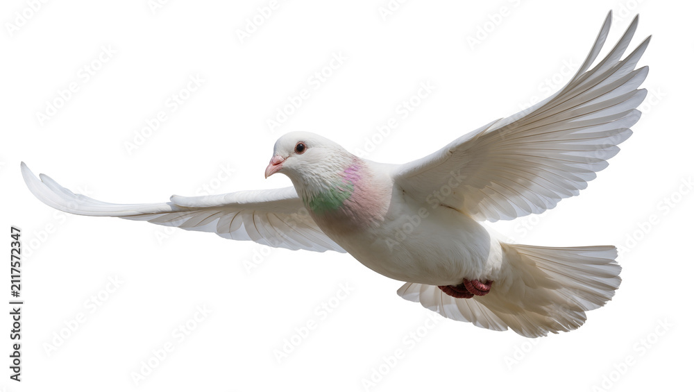 Obraz premium White dove with pink and green neck feathers wings spread, isolated on transparent background