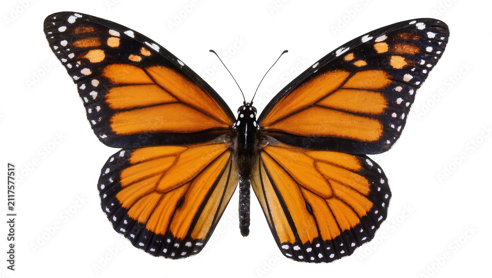 Obraz premium Monarch butterfly with orange wings and black veins, isolated on transparent background