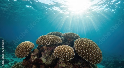 Underwater view of coral reef with sunlight beams filtering through