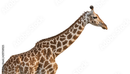 Photography Brown spotted giraffe neck and head, isolated on transparent background