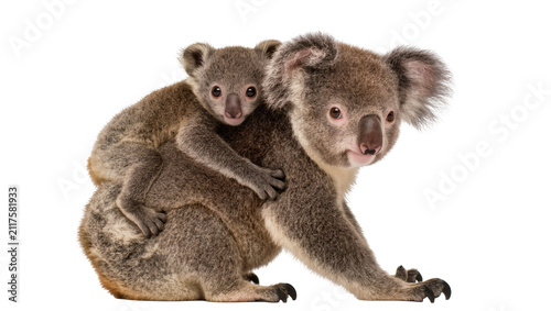 Photography Mother koala carrying baby on back, isolated on transparent background