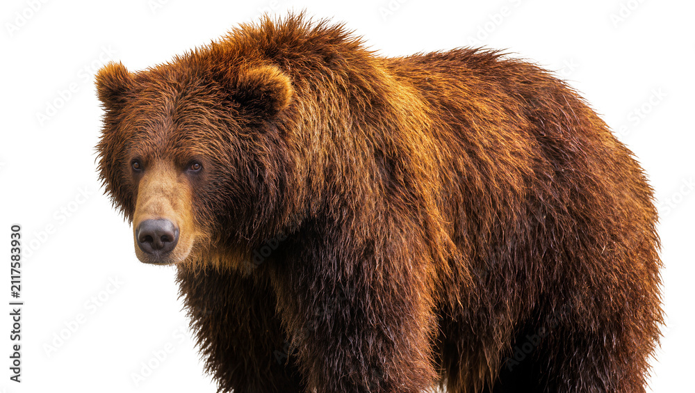 Obraz premium Brown grizzly bear with thick fur, isolated on transparent background