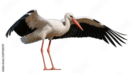 Cuadro en lienzo White stork with black wing tips and orange beak, isolated on transparent backgr