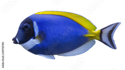 Obraz na płótnie Vibrant blue surgeonfish with yellow dorsal fin, isolated on transparent backgro
