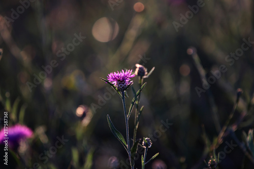 chardon en fleur 