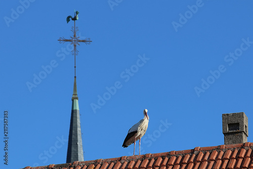 cigogne et coq 