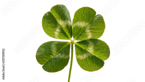 Four-leaf clover with green leaves and white markings, isolated on transparent background