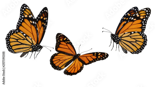 Cuadro en lienzo Three monarch butterflies with orange wings and black veins, isolated on transpa