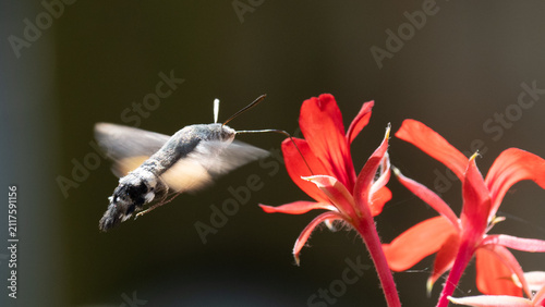 Canvas Print Hummingbird hawk-moth with a flower