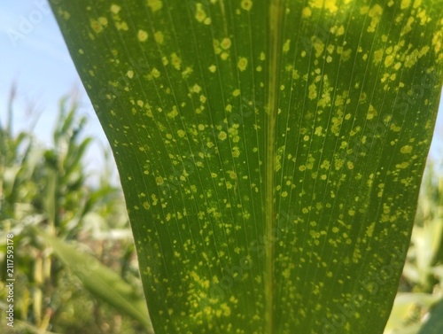 Fotografie Vertical close-up of a green corn leaf with numerous yellow specks and visible veins against a blurred field background