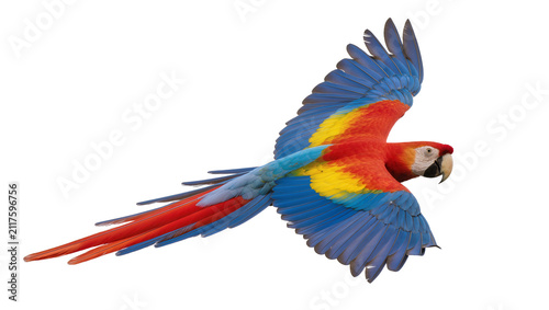 Scarlet macaw parrot with vibrant blue red and yellow plumage in flight, isolated on transparent background